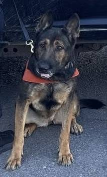 Trabajo especializado de la Unidad K-9 permite detener a dos personas en Hermosillo