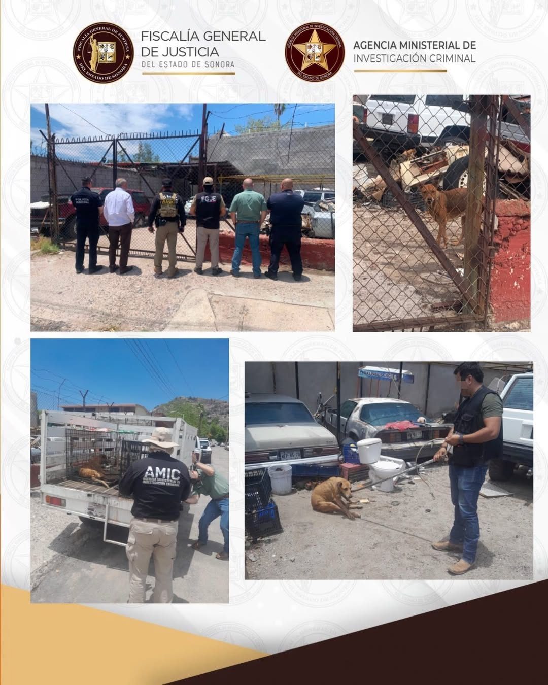 Rescata AMIC a dos caninos durante cateo por maltrato animal en Hermosillo 