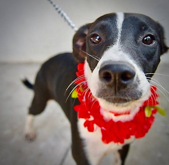 Organiza Gobierno de Hermosillo Feria de Adopciones de animales de compañía 