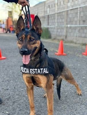 Perros K9 ayudan a detener a dos hombres y asegurar 26 envoltorios con presunta droga en Hermosillo