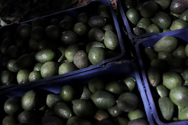 EE.UU. suspende temporalmente importaciones de aguacate mexicano por crisis de seguridad en Michoacán