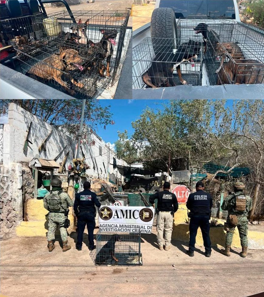 Operativo coordinado permite rescatar 18 canes en cateo por maltrato animal en Sonoyta !!!