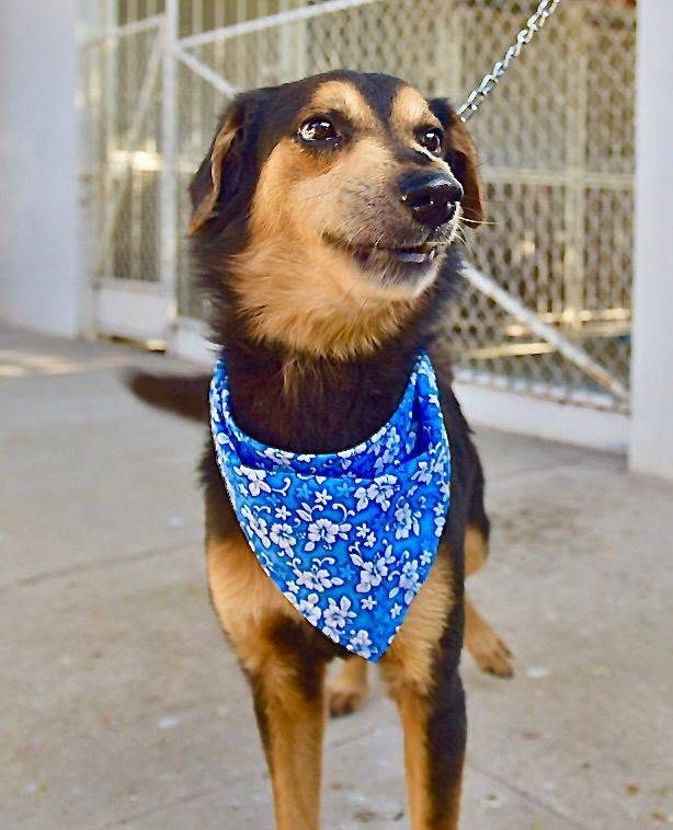 Organiza Gobierno de Hermosillo Feria de Adopciones de animales de compañía 