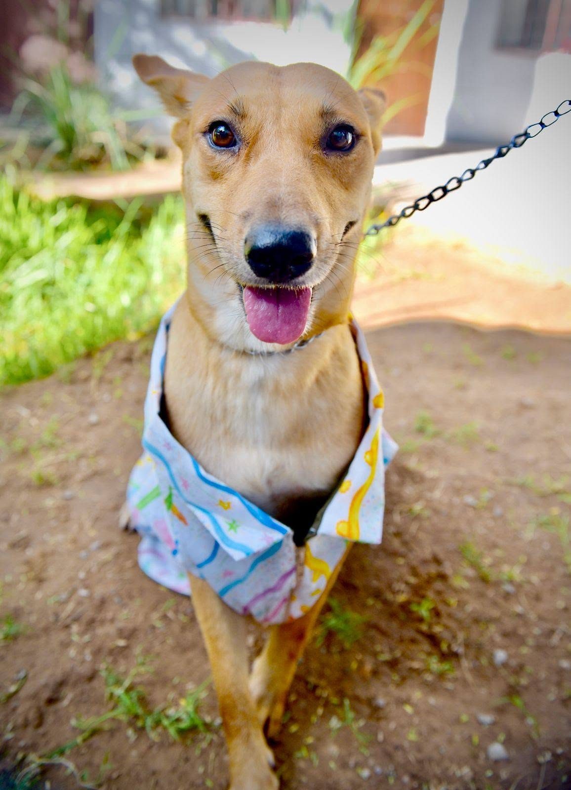 Organiza Gobierno de Hermosillo Feria de Adopciones de animales de compañía 