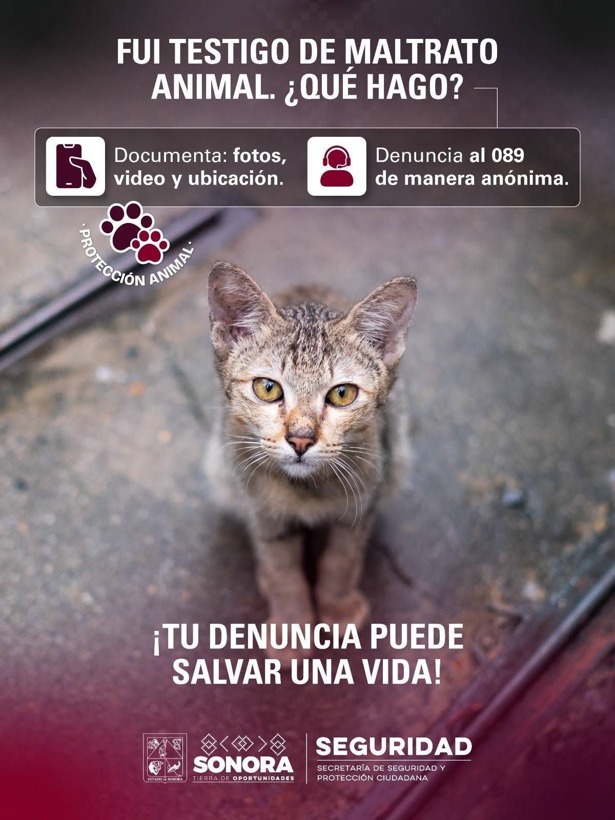Exhorta SSPC denunciar cualquier acto de maltrato, abuso o crueldad hacia los animales en la línea 089 