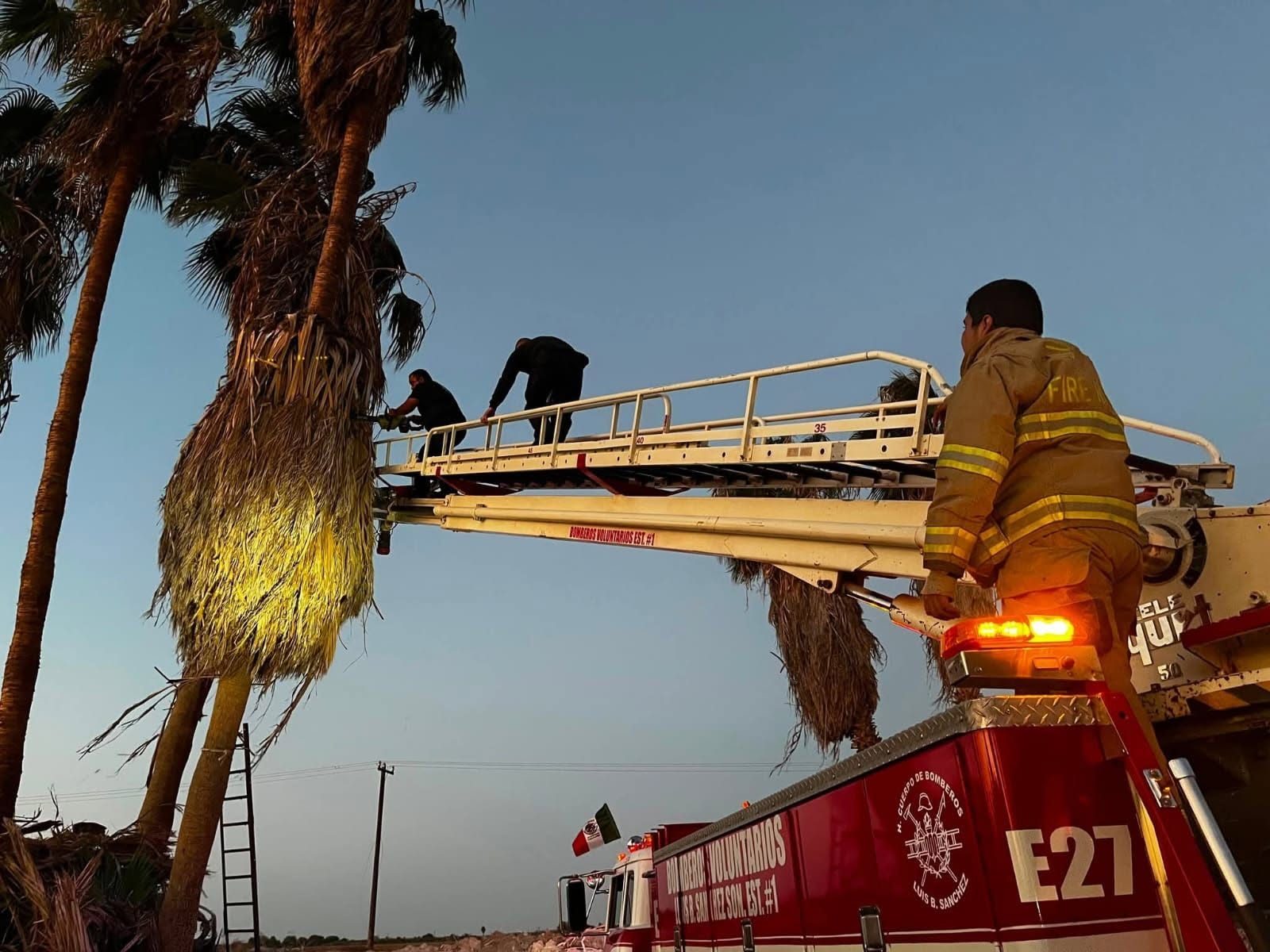 Permaneció varios días en lo alto de una palmera; bomberos recuperan el cuerpo en Luis B. Sánchez
