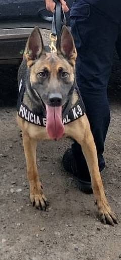 K9 Bella II ayuda a detener a hombre con ocho envoltorios de presunta droga en Hermosillo