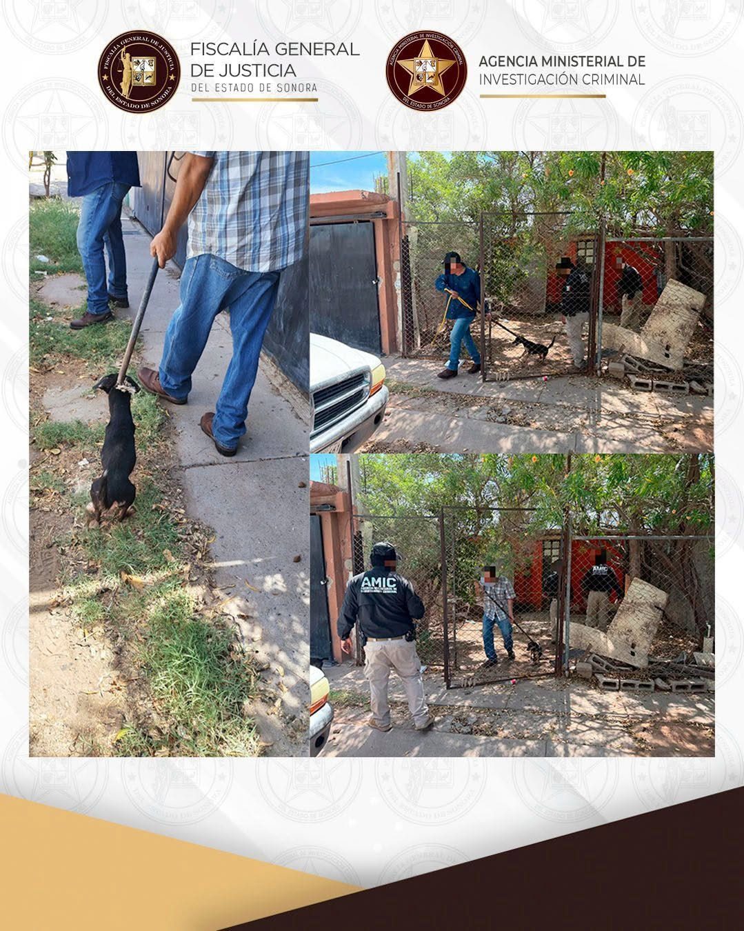 Rescata AMIC a dos caninas durante cateo por investigación de maltrato animal en Ciudad Obregón