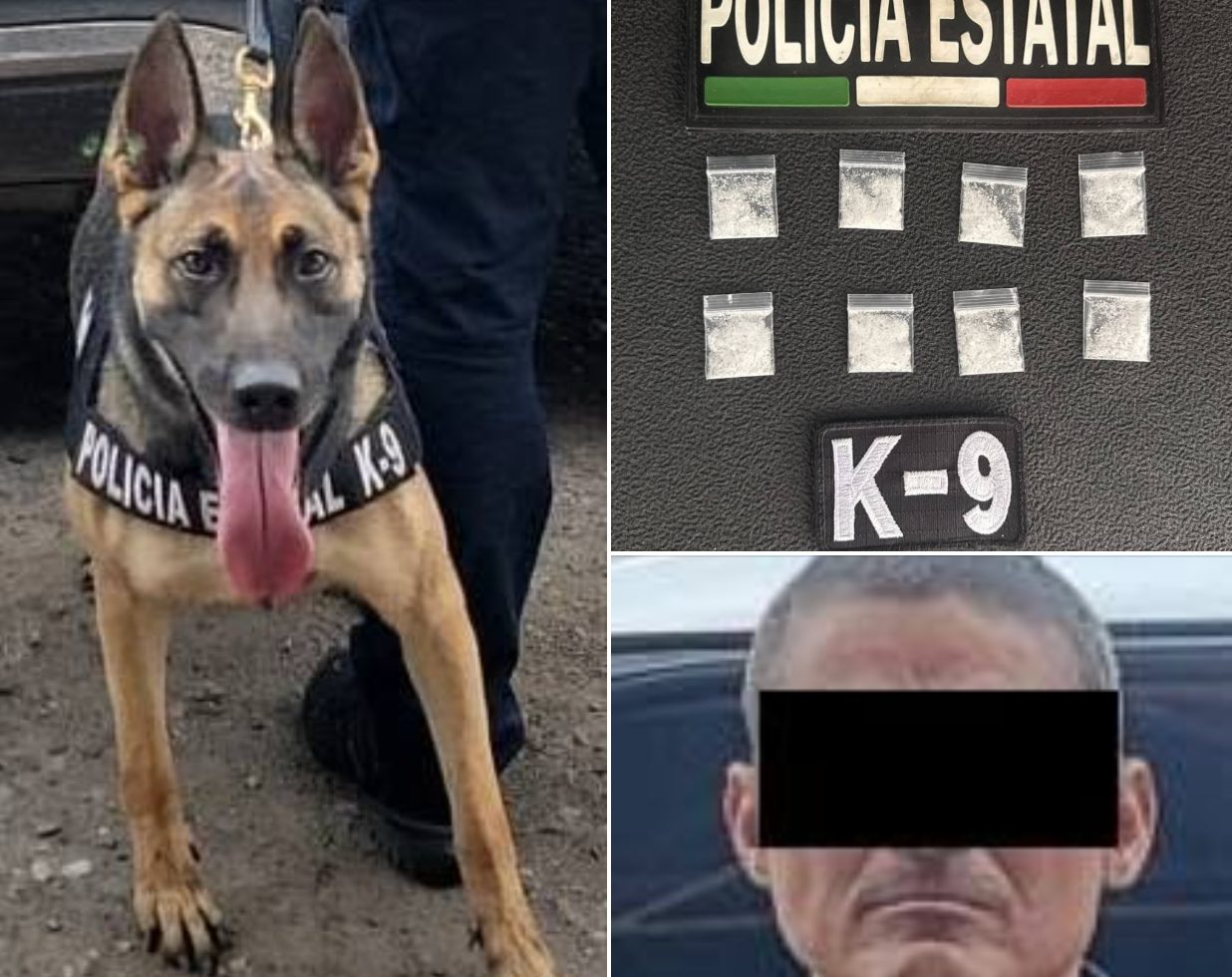K9 Bella II ayuda a detener a hombre con ocho envoltorios de presunta droga en Hermosillo