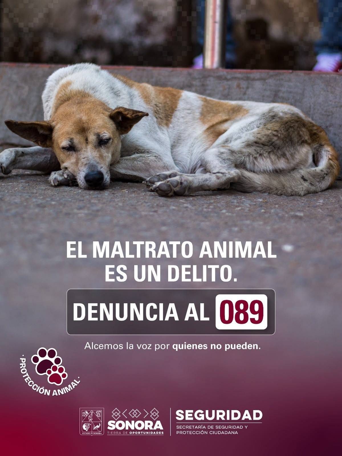 Exhorta SSPC denunciar cualquier acto de maltrato, abuso o crueldad hacia los animales en la línea 089